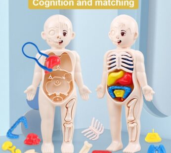 14Pcs Set Human Organ Model Children DIY Assembled Medical Early Science And Education Toys